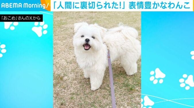「おこめ」ちゃん