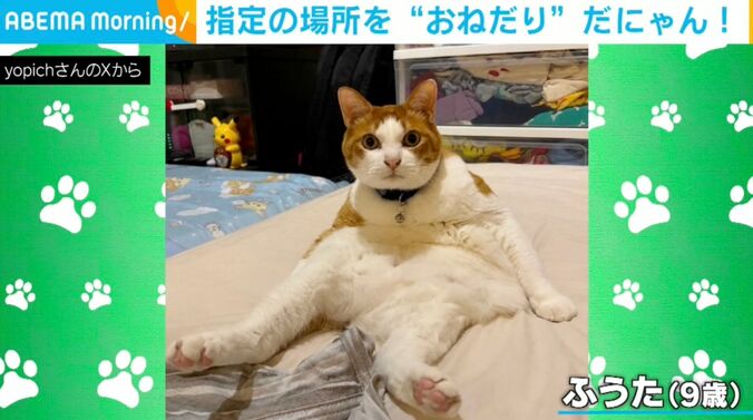 猫のふうたくん