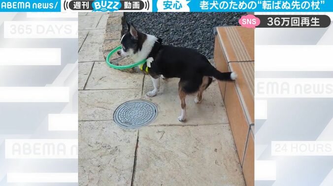 視力が衰え、散歩ができなくなってきた老犬のために… 愛犬のための優しすぎるアイデアグッズ “手作り安全器具”が話題に 1枚目