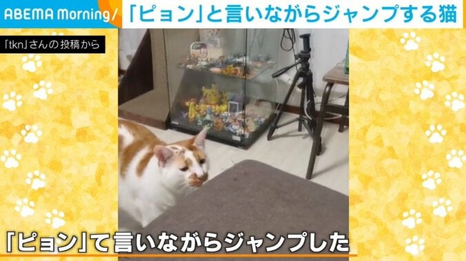  “ピョン”と言いながらジャンプする猫が話題に 「猫は一生に一度だけ人の言葉をしゃべるのよ」と反響続々 1枚目