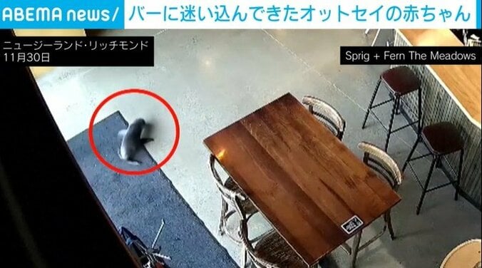 乱入した赤ちゃんオットセイ