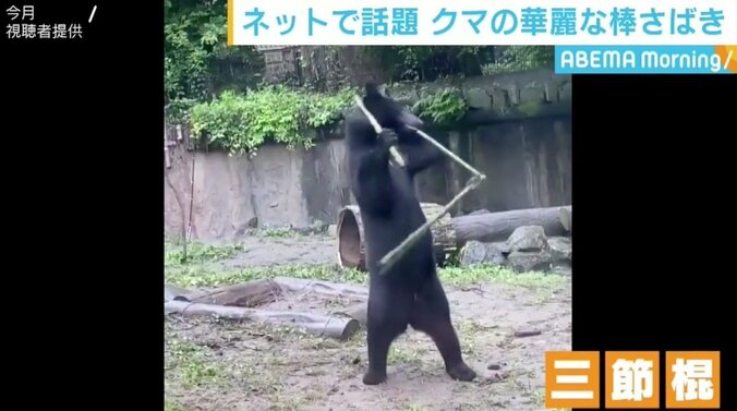 カンフー映画さながら クマの華麗な“棒さばき”が話題に 1枚目