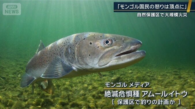 絶滅危惧種の『アムールイトウ』