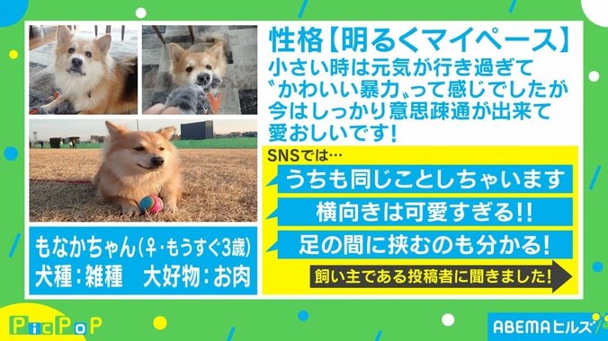 「リードの方向に進むワン！」 “犬の散歩あるある”を描いた漫画が話題 1枚目