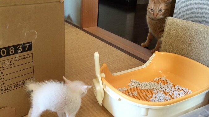 「僕、お兄ちゃんになるの？」 茶トラ猫“ひろし”に可愛すぎる兄妹誕生 5枚目