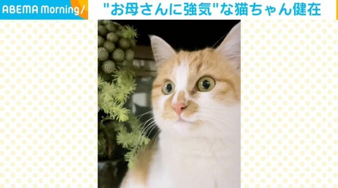 モチちゃん