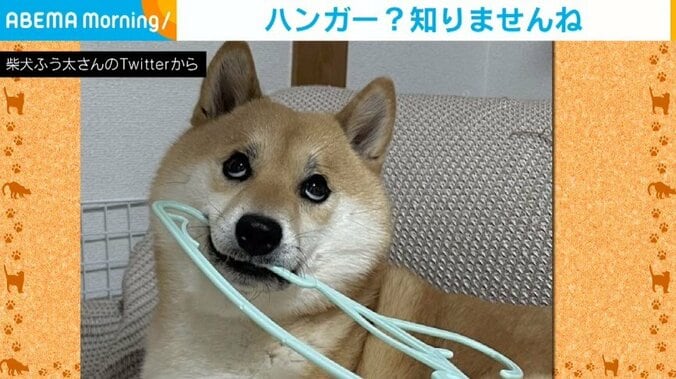 柴犬「ハンガー? 知りませんね」 珍妙な“キョトン顔”が「上目使いかわいい」「わんちゃんも目が泳ぐんですね」と話題 2枚目