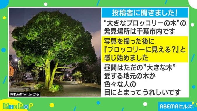 何年分？ 散歩中に出会った“巨大ブロッコリー”に反響！ 投稿主を取材 2枚目