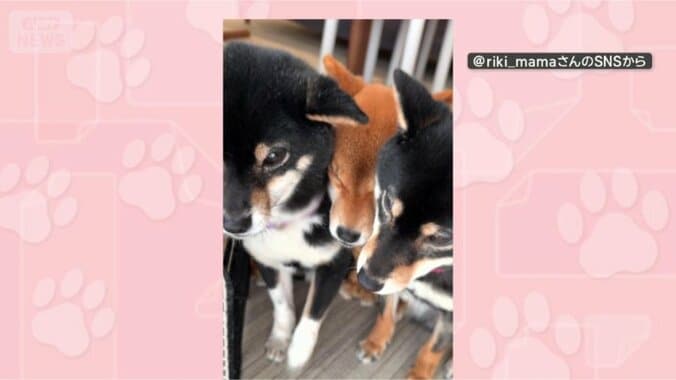 ポジションが大事だワン