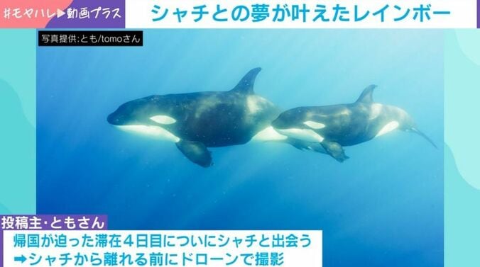 シャチ