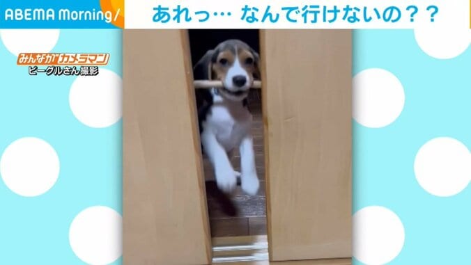 棒を咥えて隣の部屋に行きたい犬 意地でも移動しようとする“笑撃的”な姿に飼い主爆笑 1枚目