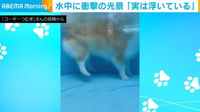 後ろ足が浮いているつむぎちゃん