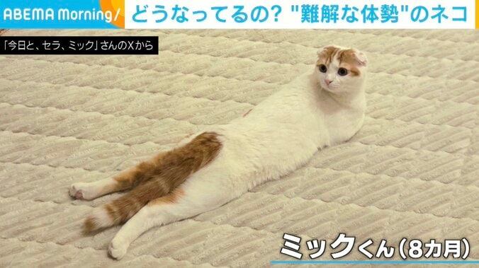 スコティッシュフォールドのミックくん（8カ月）