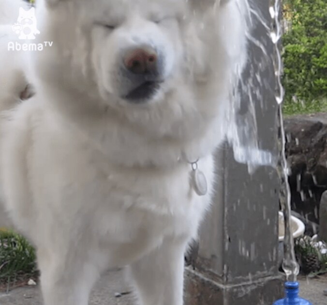 秋田犬げんきの豪快すぎる水分補給  「これじゃ水浴びだワン」 3枚目