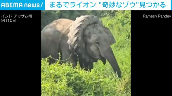 奇妙な象