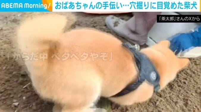 柴犬の茶太郎くん