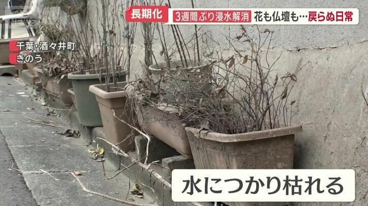 水につかり枯れる