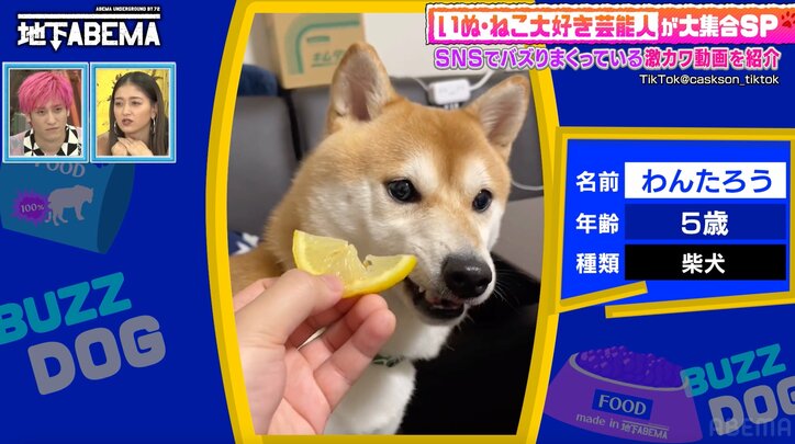 【写真・画像】わんこ「食べるぅ」ごはんのおねだりをする北海道犬のおしゃべりに衝撃「言ってる」「すごい」　1枚目