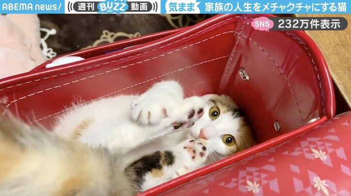 三毛猫の「おこげ」ちゃん