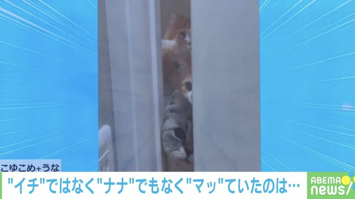入浴中の飼い主を覗き見？ドアの隙間から“ブレーメンの音楽隊状態”に並ぶ4匹の猫が話題「勢揃いの綺麗な並び」
