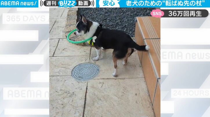 視力が衰え、散歩ができなくなってきた老犬のために… 愛犬のための優しすぎるアイデアグッズ “手作り安全器具”が話題に