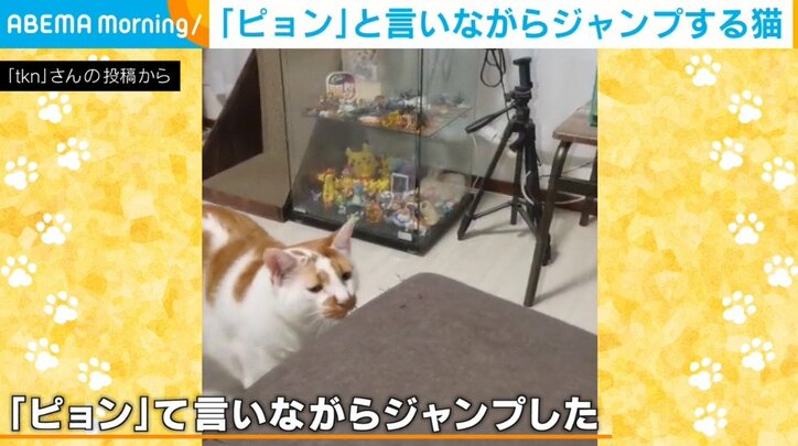  “ピョン”と言いながらジャンプする猫が話題に 「猫は一生に一度だけ人の言葉をしゃべるのよ」と反響続々