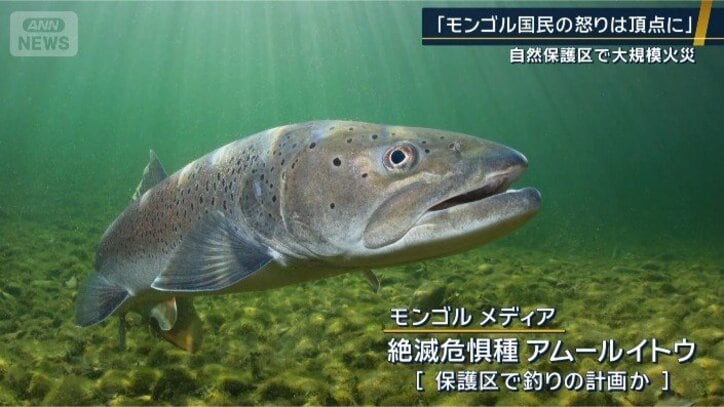 絶滅危惧種の『アムールイトウ』