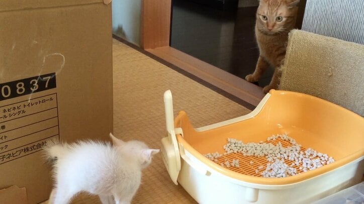 「僕、お兄ちゃんになるの？」 茶トラ猫“ひろし”に可愛すぎる兄妹誕生