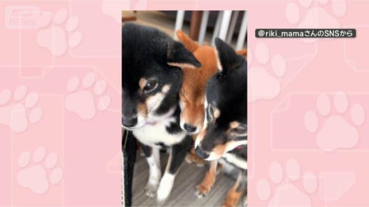 ポジションが大事だワン