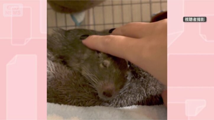 デグーはアンデス地方に生息するげっ歯類