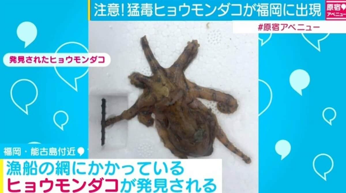 唾液にはフグと同じ神経毒 生息範囲を広げる ヒョウモンダコ に注意 国内 Abema Times