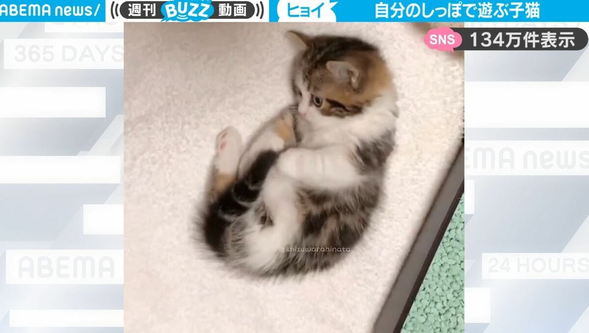 ニャんだコレ」生後2か月の子猫が自分の尻尾にドハマり！おもちゃの