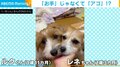 違う違う、それは「お手」じゃない 上目づかいのきょうだい犬の「どや！」に飼い主困惑