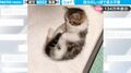 「ニャんだコレ」生後2か月の子猫が自分の尻尾にドハマり！おもちゃのように遊ぶ様子が悶絶級のかわいさ