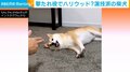 “演技派”な柴犬に反響 飼い主の「バーン」を避けつつも“撃たれたフリ”