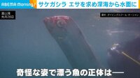“激レア深海魚”サケガシラ エサを求め水面に