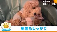 【映像】ソファに座って歯ブラシを持った犬 直後にはじめた器用すぎる動きが話題