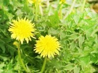 ダイアモンド☆ユカイ『俺の妻』