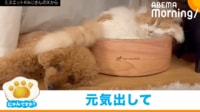 【映像】しっぽでしょんぼり犬をあやす猫