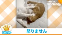 【映像】やんちゃなネコのかじり付き＆連続キック