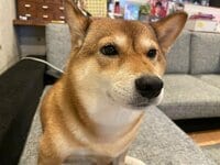 尾形あい『さあ見るぞ!』