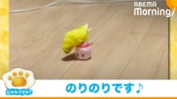【映像】ノリノリで容器を乗りこなすインコ