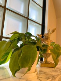 堀ちえみ『素晴らしい一日』