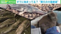 【映像】すでに始まってる? "第6の大量絶滅"を専門家が解説