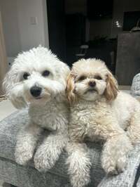 ノンスタイル井上嫁『今年も恐怖の』