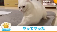 【映像】「やってやった！」と“キメ顔”する猫