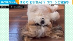 おじさんのように眠る犬 テレビの前で“寝落ち”する姿に「癒しすぎます」「寝方がすごいw」と反響続々