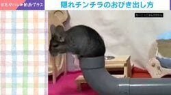 「はやっ！」呼んでも無視のチンチラ→“おいしい音”で一瞬で飛び出す姿に「あら可愛い」「察知力も素晴らしい」など反響