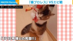 猫と“エビ”の死闘!? プロレスのような強烈キック＆フォール技に「踏ん張っててかわゆす」と悶絶の声