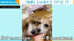違う違う、それは「お手」じゃない 上目づかいのきょうだい犬の「どや！」に飼い主困惑